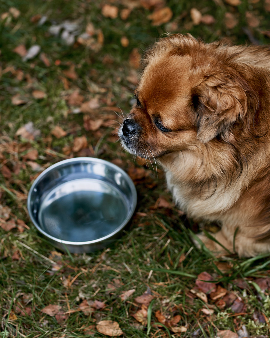 Homme | Accessoires Pour Chiens | Snow Peak | Dog Food Bowl