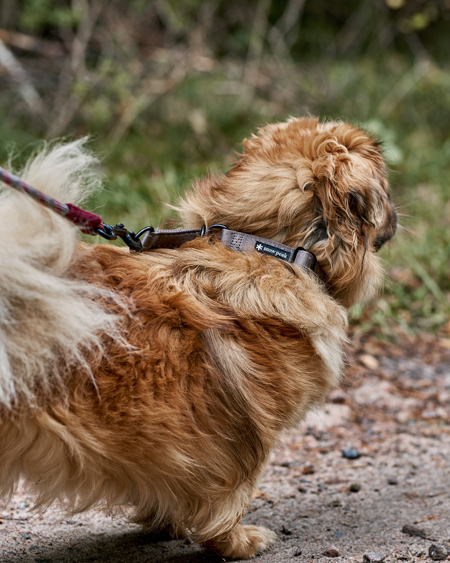 Homme | Accessoires Pour Chiens | Snow Peak | Dog Slip Collar Grey
